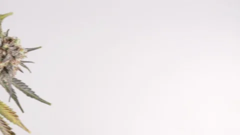 Cannabis stem with flowers Stock Footage 101033341