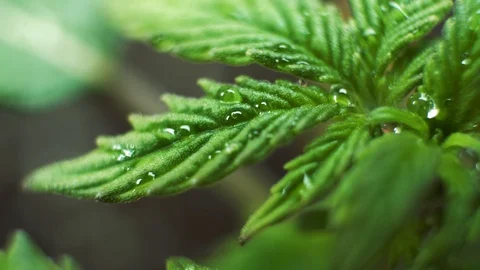 Cannabis Strains for Indoor Growing close-up. Growbox equipment for grow weed Stock Footage
