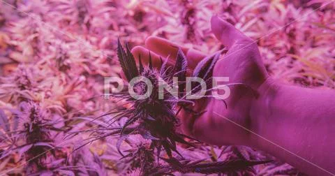 CANNABIS STRAINS & MARIJUANA PRODUCTS. Medical strains for commercial growing Stock Photos