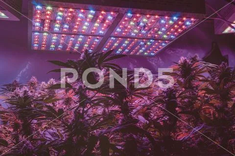 CANNABIS STRAINS & MARIJUANA PRODUCTS. Medical strains for commercial growing Stock Photos