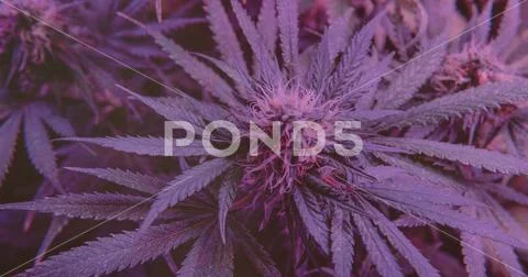 CANNABIS STRAINS & MARIJUANA PRODUCTS. Medical strains for commercial growing Stock Photos