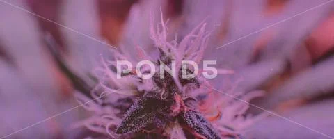 CANNABIS STRAINS & MARIJUANA PRODUCTS. Medical strains for commercial growing Stock Photos