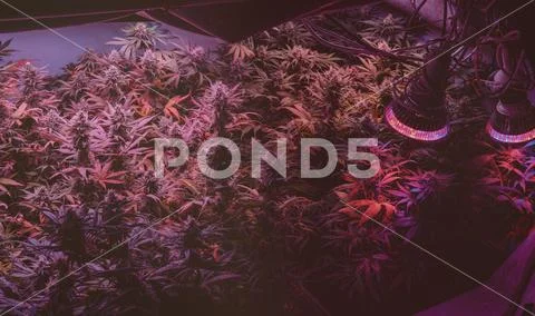 CANNABIS STRAINS & MARIJUANA PRODUCTS. Medical strains for commercial growing Stock Photos