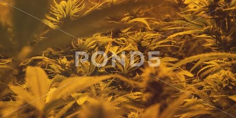 CANNABIS STRAINS & MARIJUANA PRODUCTS. Medical strains for commercial growing Stock Photos