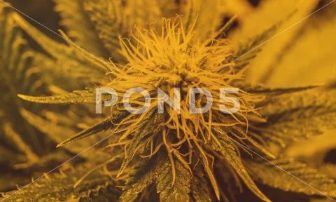 CANNABIS STRAINS & MARIJUANA PRODUCTS. Medical strains for commercial growing Stock Photos
