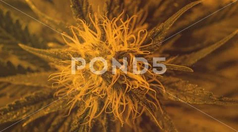CANNABIS STRAINS & MARIJUANA PRODUCTS. Medical strains for commercial growing Stock Photos