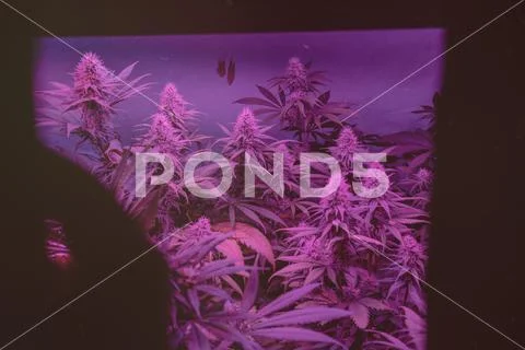 CANNABIS STRAINS & MARIJUANA PRODUCTS. Medical strains for commercial growing Stock Photos