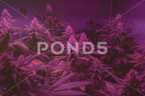 CANNABIS STRAINS & MARIJUANA PRODUCTS. Medical strains for commercial growing Stock Photos