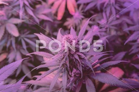 CANNABIS STRAINS & MARIJUANA PRODUCTS. Medical strains for commercial growing Stock Photos