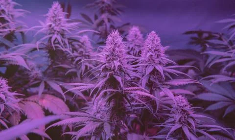 CANNABIS STRAINS & MARIJUANA PRODUCTS. Medical strains for commercial growing Stock Photos