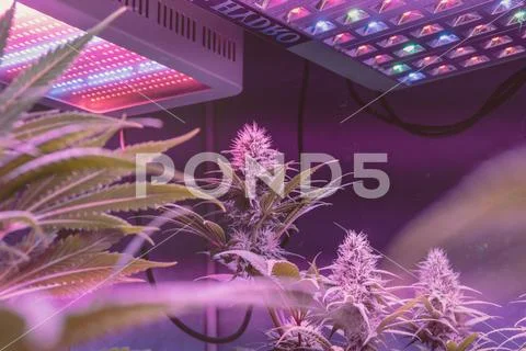 CANNABIS STRAINS & MARIJUANA PRODUCTS. Medical strains for commercial growing Stock Photos