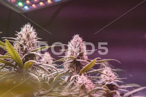 CANNABIS STRAINS & MARIJUANA PRODUCTS. Medical strains for commercial growing Stock Photos