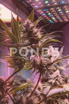 CANNABIS STRAINS & MARIJUANA PRODUCTS. Medical strains for commercial growing Stock Photos