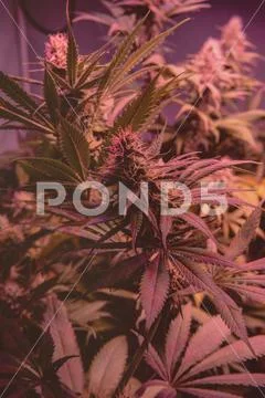 CANNABIS STRAINS & MARIJUANA PRODUCTS. Medical strains for commercial growing Stock Photos