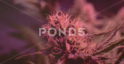 CANNABIS STRAINS & MARIJUANA PRODUCTS. Medical strains for commercial growing Stock Photos