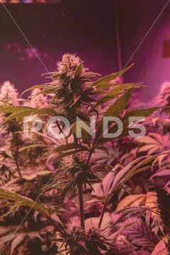 CANNABIS STRAINS & MARIJUANA PRODUCTS. Medical strains for commercial growing Stock Photos