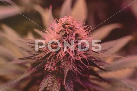 CANNABIS STRAINS & MARIJUANA PRODUCTS. Medical strains for commercial growing Stock Photos