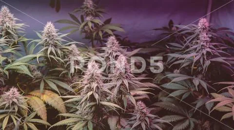 CANNABIS STRAINS & MARIJUANA PRODUCTS. Medical strains for commercial growing Stock Photos