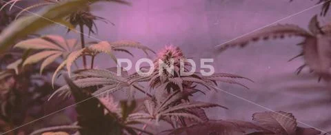 CANNABIS STRAINS & MARIJUANA PRODUCTS. Medical strains for commercial growing Stock Photos
