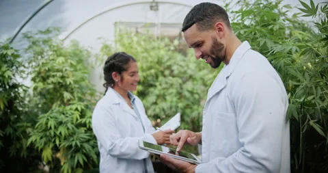 Cannabis, team or scientist with tablet in greenhouse, growth report or hemp Stock Footage 336311155