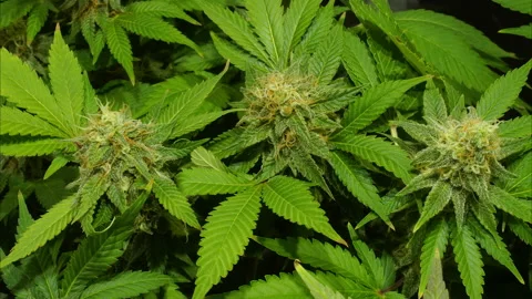 Cannabis Timelapse Day 101 Stock-Footage 146047607
