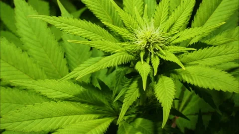 Cannabis Timelapse day 73 Vídeo Stock 145821553