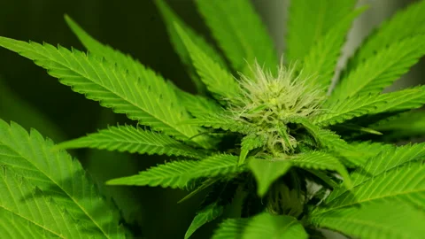 Cannabis Timelapse day 75 Vídeo Stock 145821792