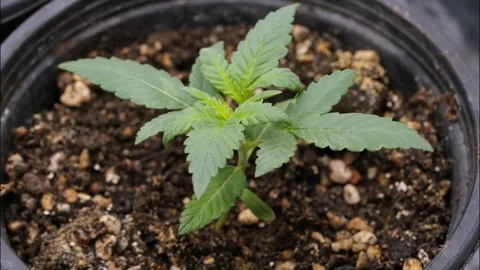 Cannabis tree timelapse Stock Footage 289356072