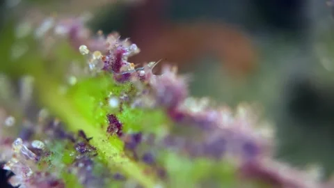 Cannabis trichomes developing active cannabinoids Perfect view under microscope Stock Footage 344673771