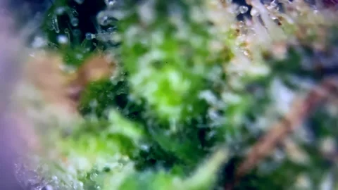 Cannabis trichomes developing active cannabinoids Majestic view microscope. Stock Footage 344673838