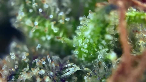 Cannabis trichomes developing active cannabinoids Amazing view under microscope Stock Footage 344673877