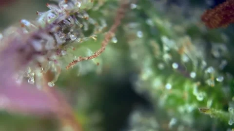 Cannabis trichomes developing active cannabinoids Unique view under microscope. Stock Footage 344673902