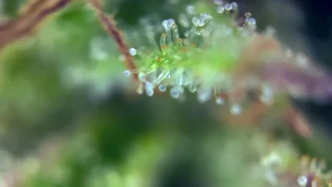 Cannabis trichomes developing active cannabinoids Smooth view under microscope. Stock Footage 344673932