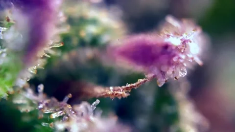 Cannabis trichomes developing active cannabinoids Fantastic under microscope. Stock Footage 344673963