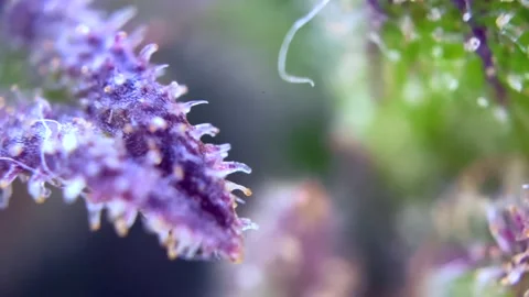 Cannabis trichomes developing active cannabinoids Magic view under microscope. Stock Footage 344673995