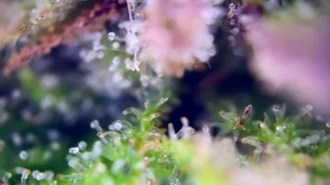 Cannabis trichomes developing active cannabinoids Gorgeous under microscope. Stock Footage 344674162