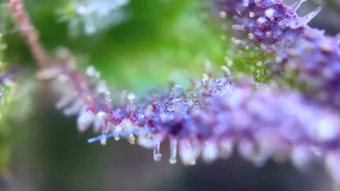 Cannabis trichomes developing active cannabinoids Great view under microscope. Stock Footage 344674204