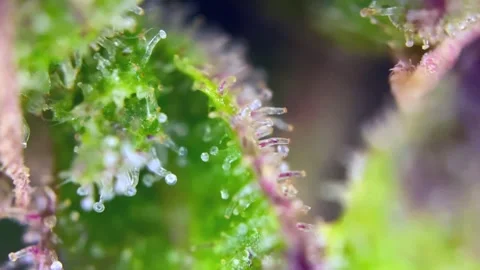 Cannabis trichomes developing active cannabinoids Best view under microscope. Stock Footage 344674311