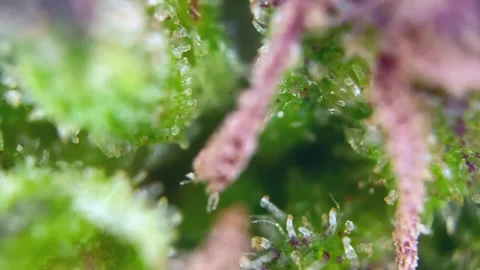 Cannabis trichomes developing active cannabinoids under Nice view microscope. Stock Footage 344674421