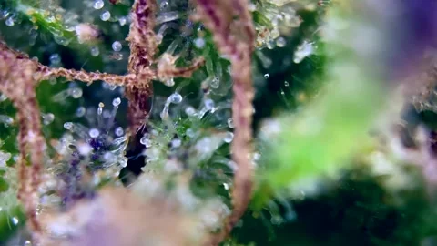 Cannabis trichomes developing active cannabinoids Dramatic view nder microscope Stock Footage 344674653