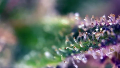 Cannabis trichomes developing active cannabinoids Fabulous under microscope. Stock Footage 344674689