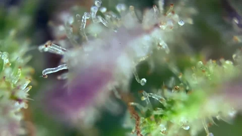 Cannabis trichomes developing active cannabinoids Lovely view under microscope Stock Footage 344674755