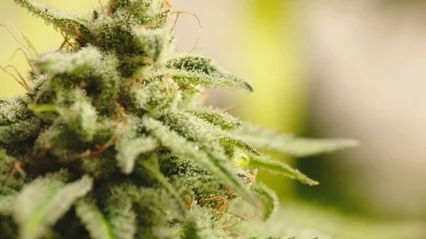 Cannabis trichomes Stock Footage 100994158