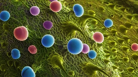 Cannabis Trichomes, SEM Video stock 113219194