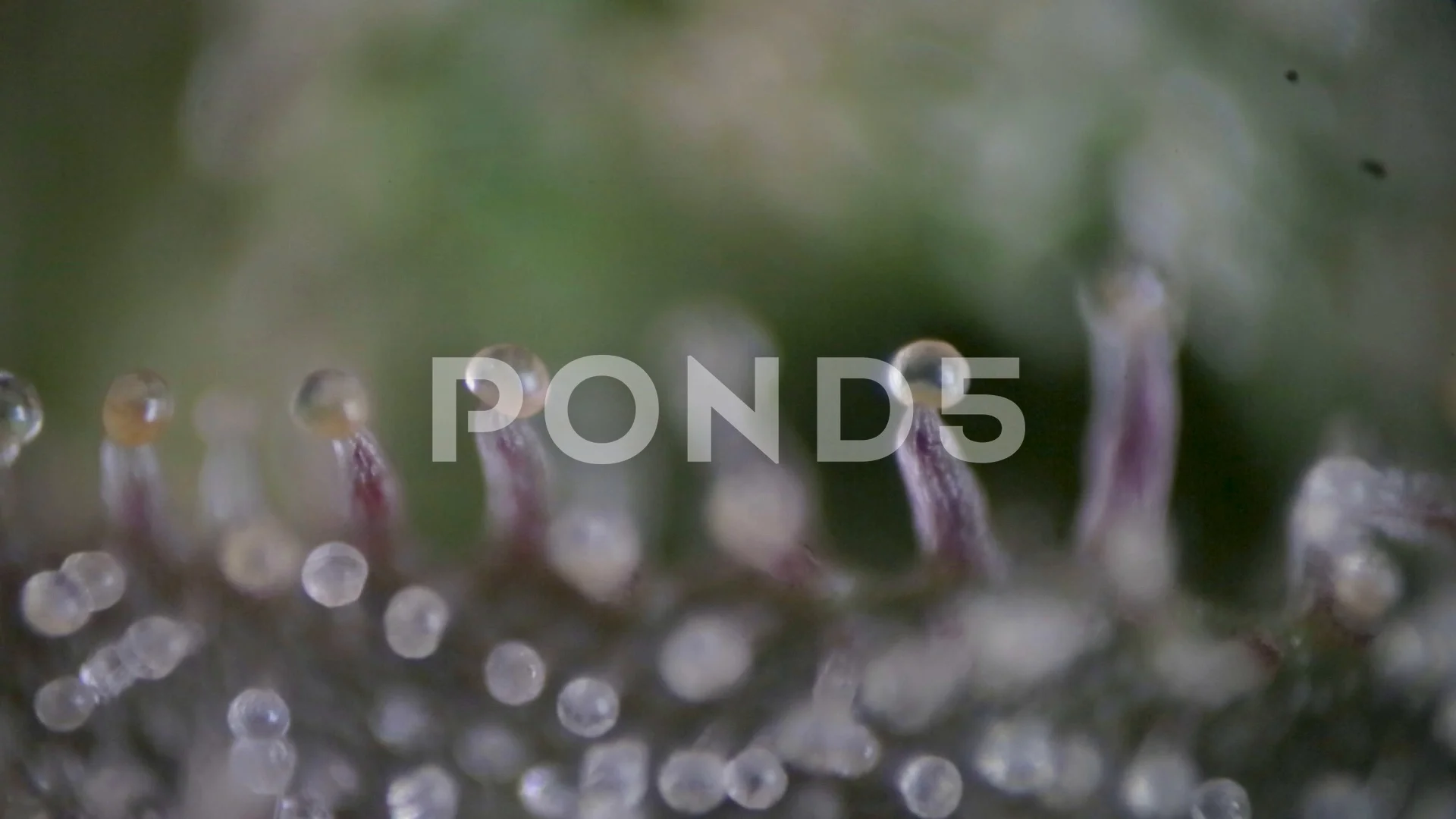 Cannabis trichomes under a microscope, f, Stock Video
