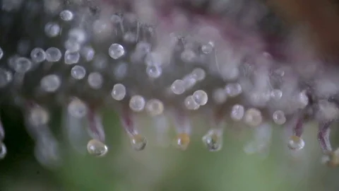 Click sound on and take a look at the wonders of cannabis under a  microscope by @Video Macro! The thousands of shining trichomes create a  beautiful, By Futurama Hydroponics