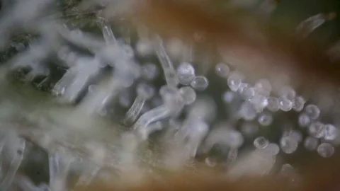 Cannabis trichomes under a microscope, focus pull Stock-Footage 93517679