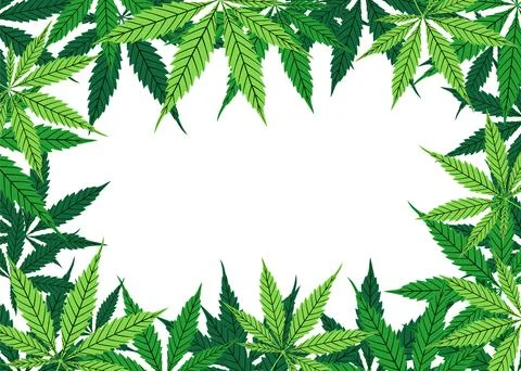 Cannabis vector green frame of leaf on white background. Cartoon hand drawing Stock Illustration
