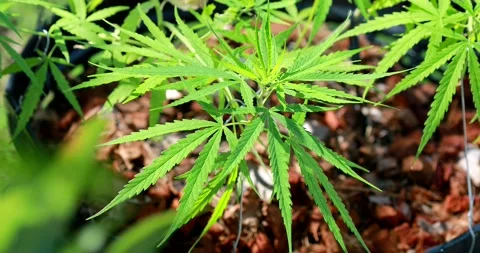 Cannabis weed-1 Video stock 197643667