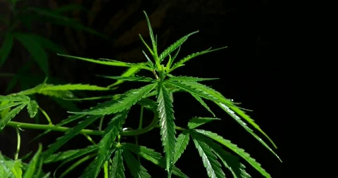 Cannabis weed-9 Video stock 197643827